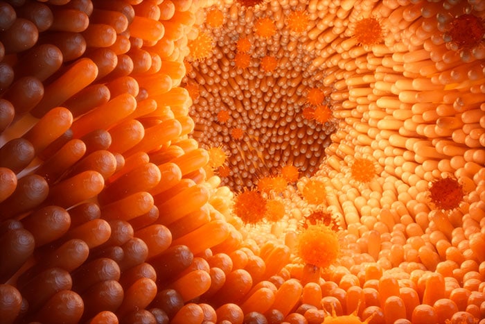 Dentro l’intestino, un paesaggio invisibile