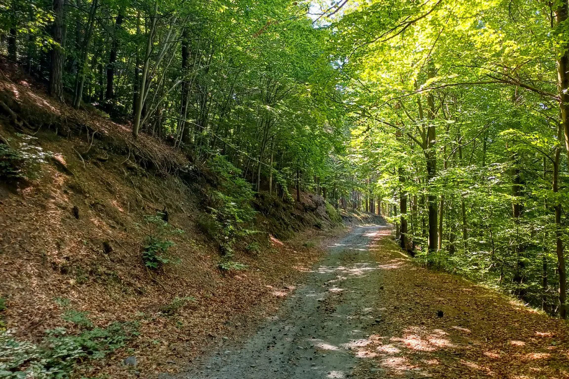 Respirare il bosco. Che cosa accade dentro di noi quando camminiamo tra gli alberi?